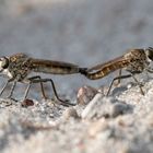 Sand-Raubfliegen (Philonicus albiceps)