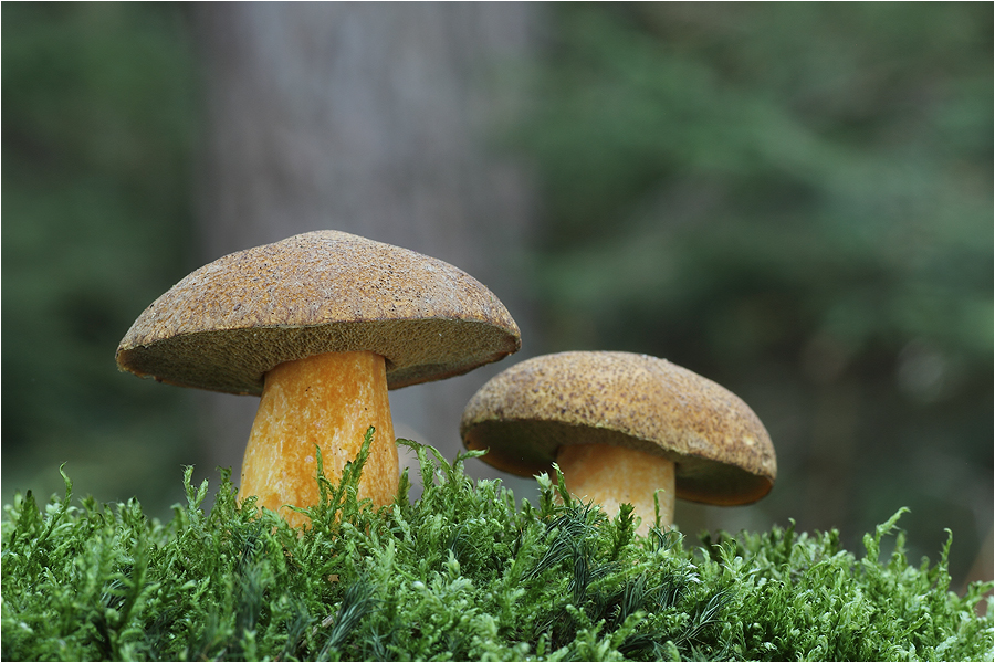 Sand-Röhrling (Suillus variegatus)