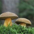 Sand-Röhrling (Suillus variegatus)