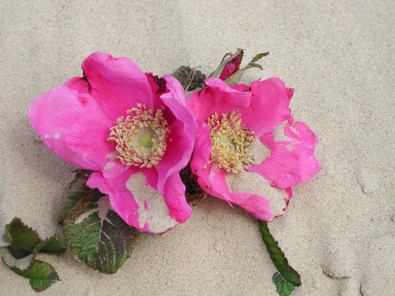 Sand-Rose Foto & Bild | pflanzen, pilze & flechten, blüten