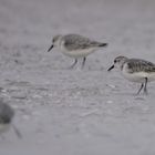 Sand - Sanderling - Sandsturm