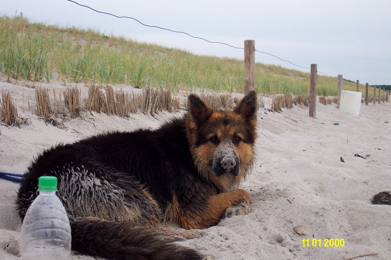 Sand schmeckt nich aber reinigt den Magen