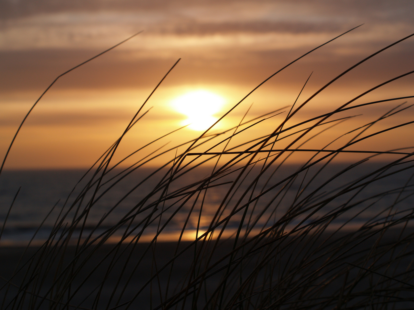 Sand Segge an der Nordseeküste