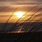 Sand Segge an der Nordseeküste