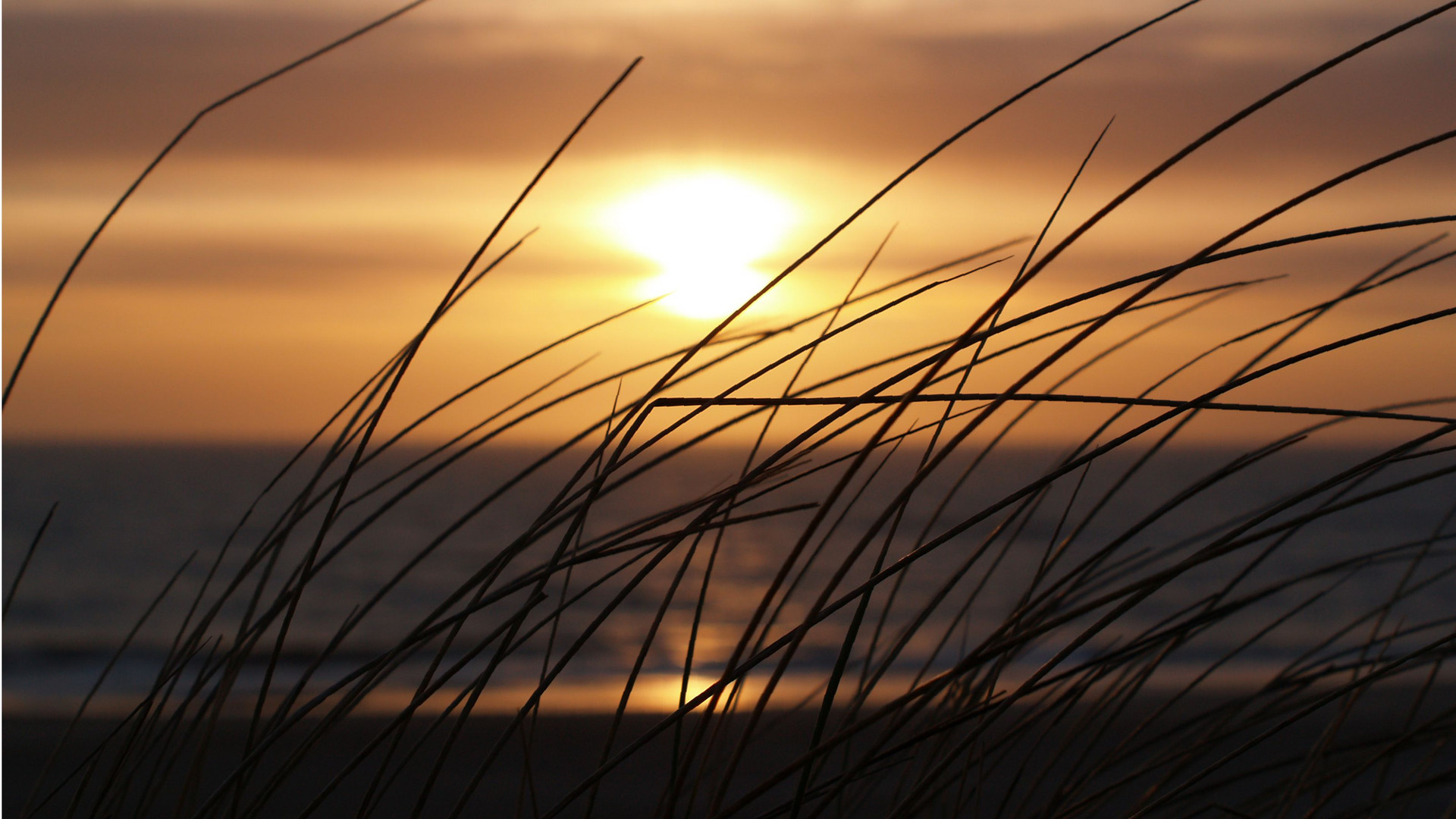 Sand Segge an der Nordseeküste