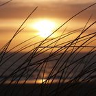 Sand Segge an der Nordseeküste