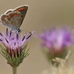 Sand – Silberscharte: Nahrung für den Kleinen Sonnenröschen – Bläuling