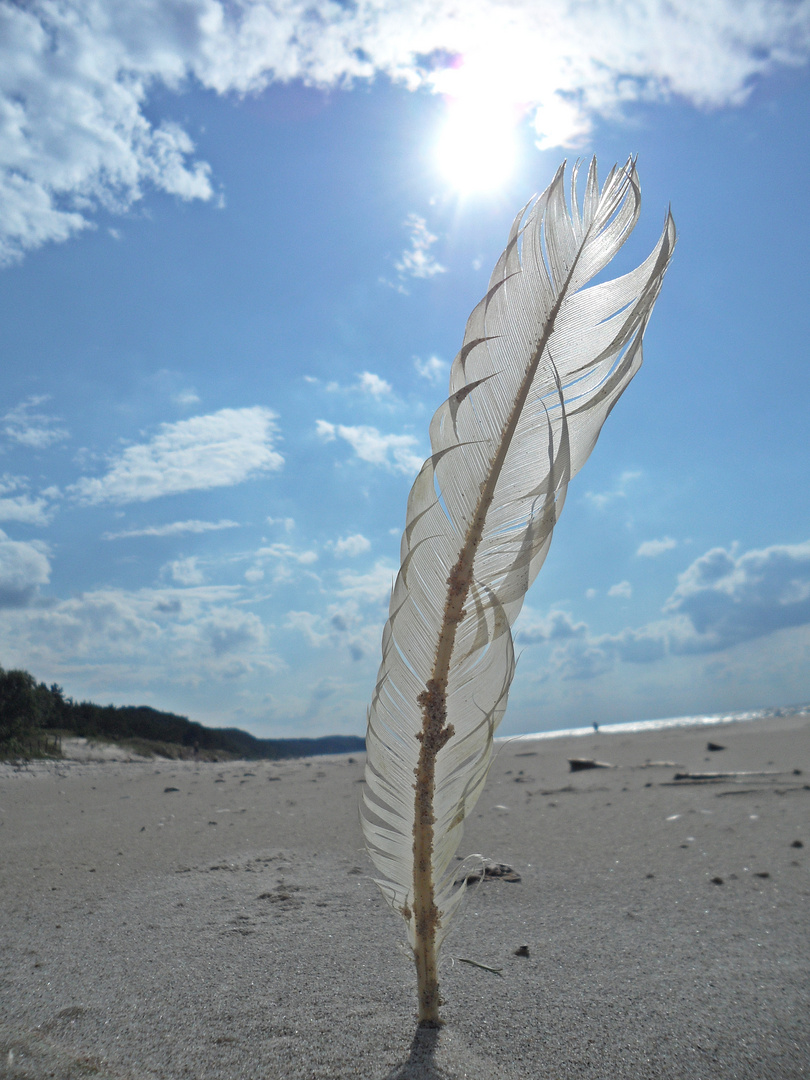 Sand, Sonne und diese Feder