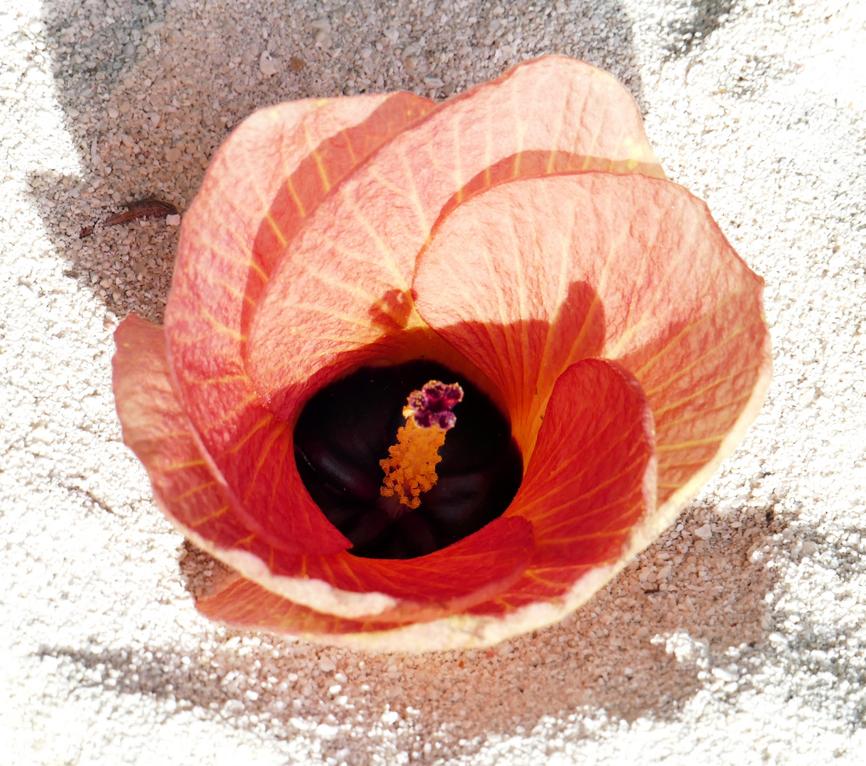 ...Sand - Strand - Blume...