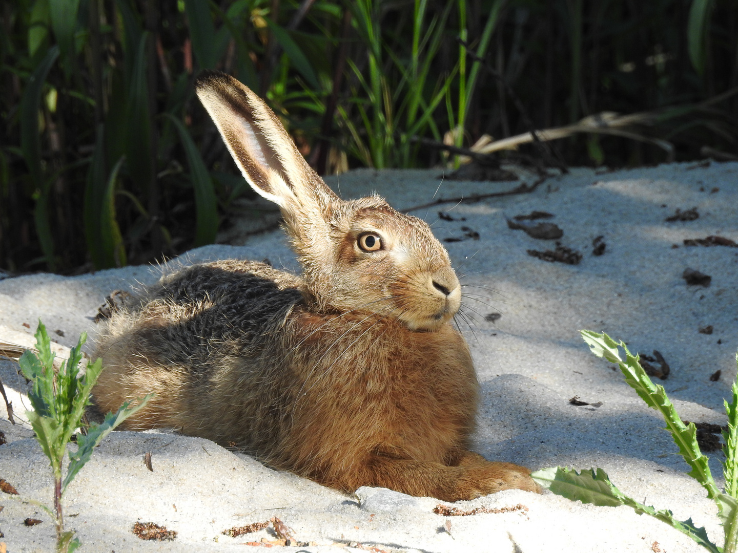 Sand - Strand - Hase..............Einohr hase