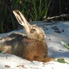 Sand - Strand - Hase..............Einohr hase