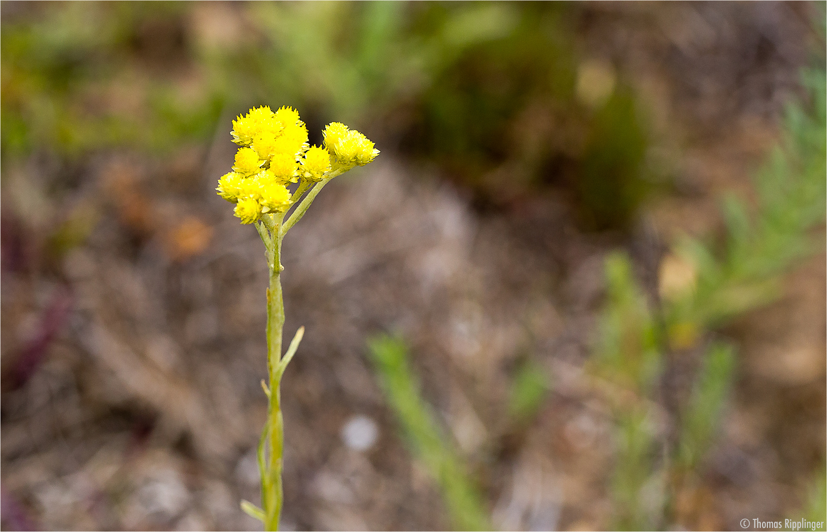 Sand-Strohblume (Helichrysum arenarium)