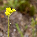 Sand-Strohblume (Helichrysum arenarium)