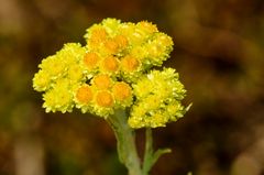 Sand-Strohblume (Helichrysum arenarium)