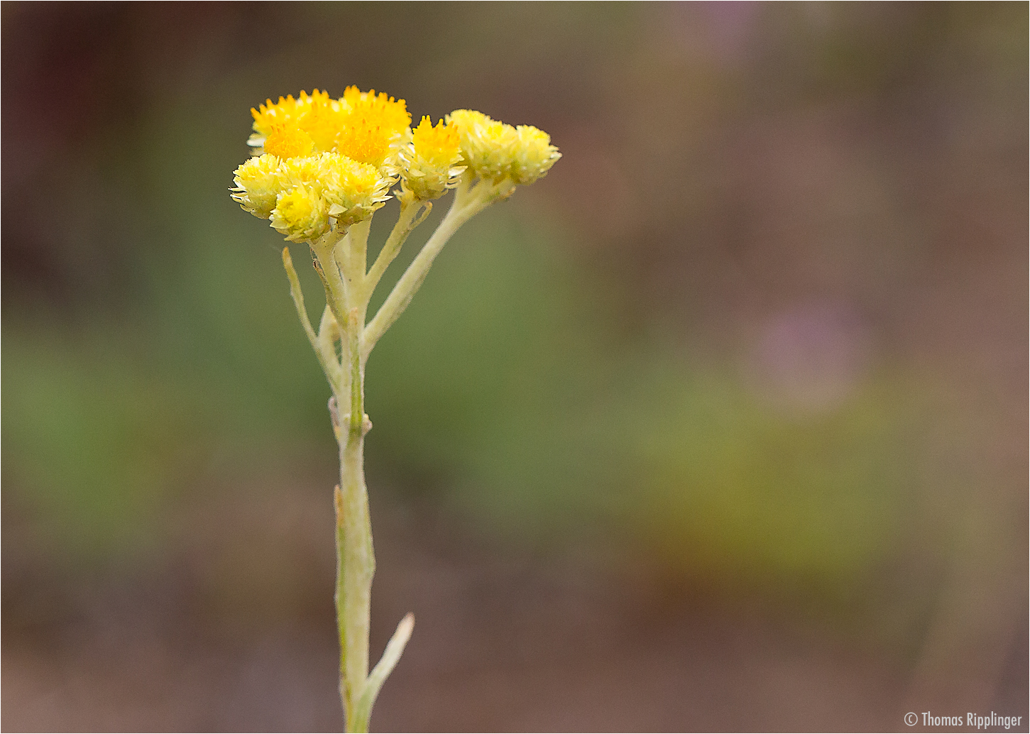 Sand-Strohblume (Helichrysum arenarium) .