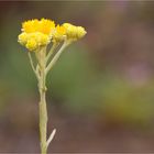 Sand-Strohblume (Helichrysum arenarium) .