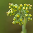 Sand – Strohblume: Kurz vorm Aufblühen 02