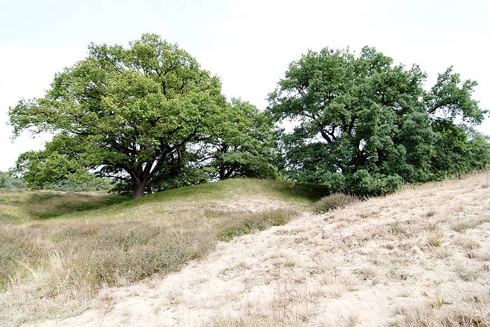 Sand und Grün