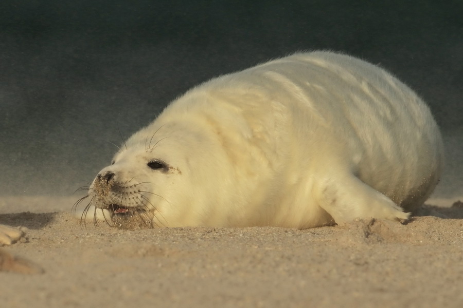 Sand und Wind...