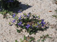 Sand-Veilchen (Viola rupestris)