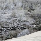 Sand vom Holz und Gestrüpp gezeichnet