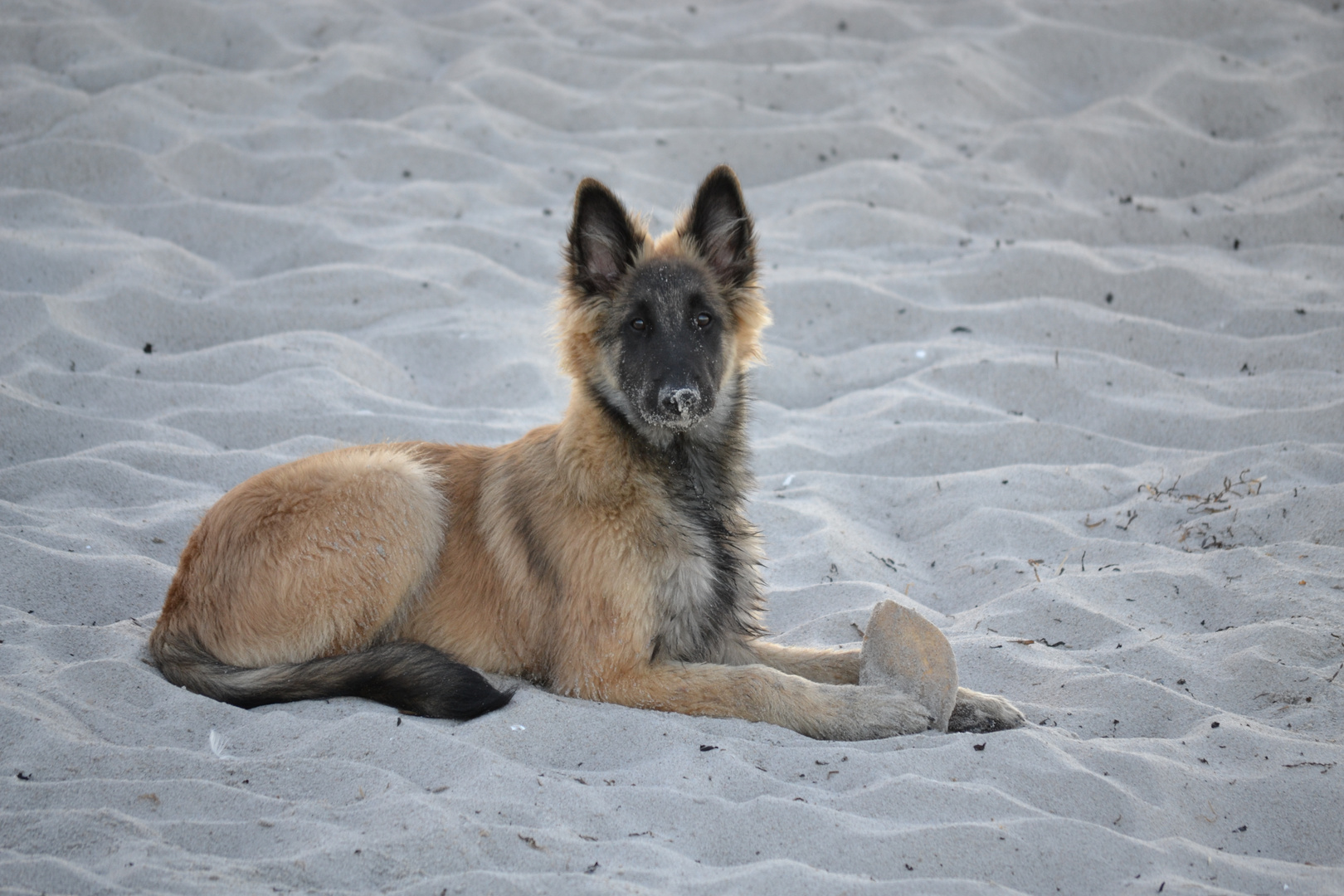 Sand Wolf