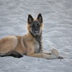 Sand Wolf