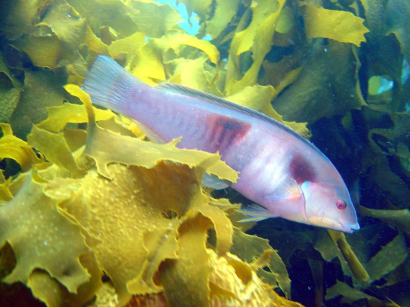 Sandager’s wrasse (female)