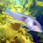 Sandager’s wrasse (female)