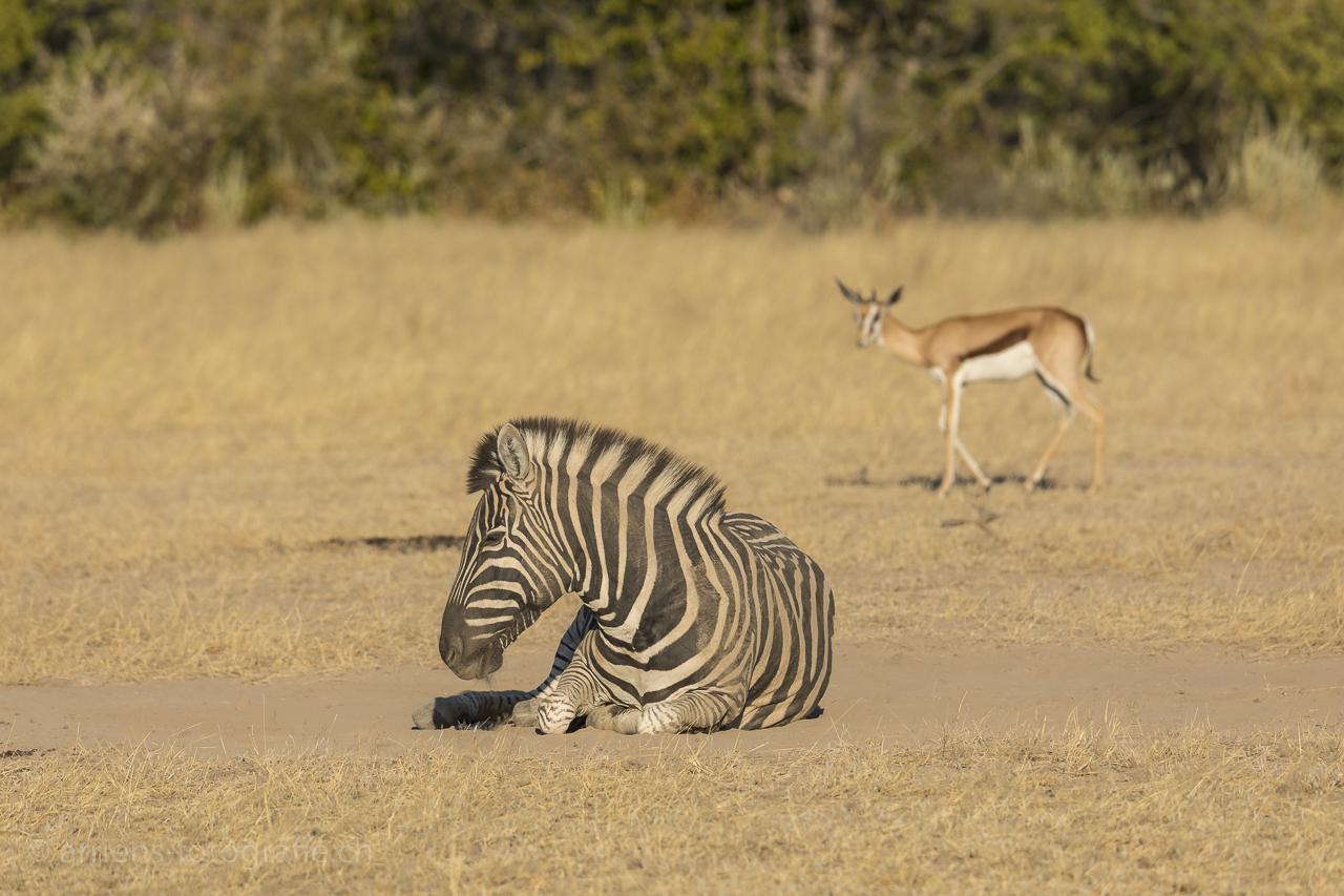 Sandbad Zebra Ongava