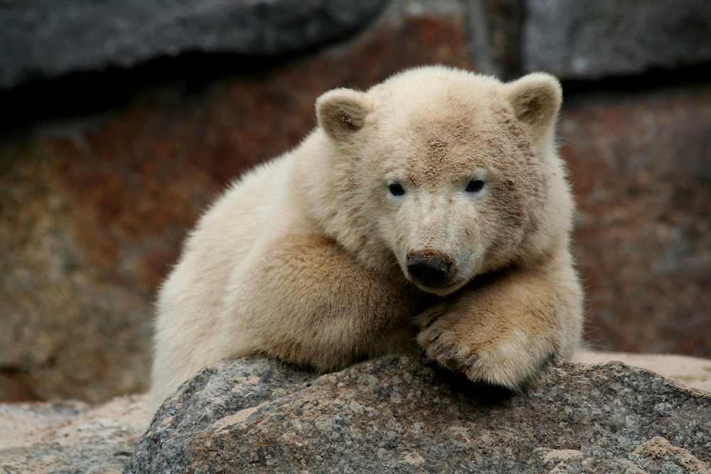 "Sandbär" 1