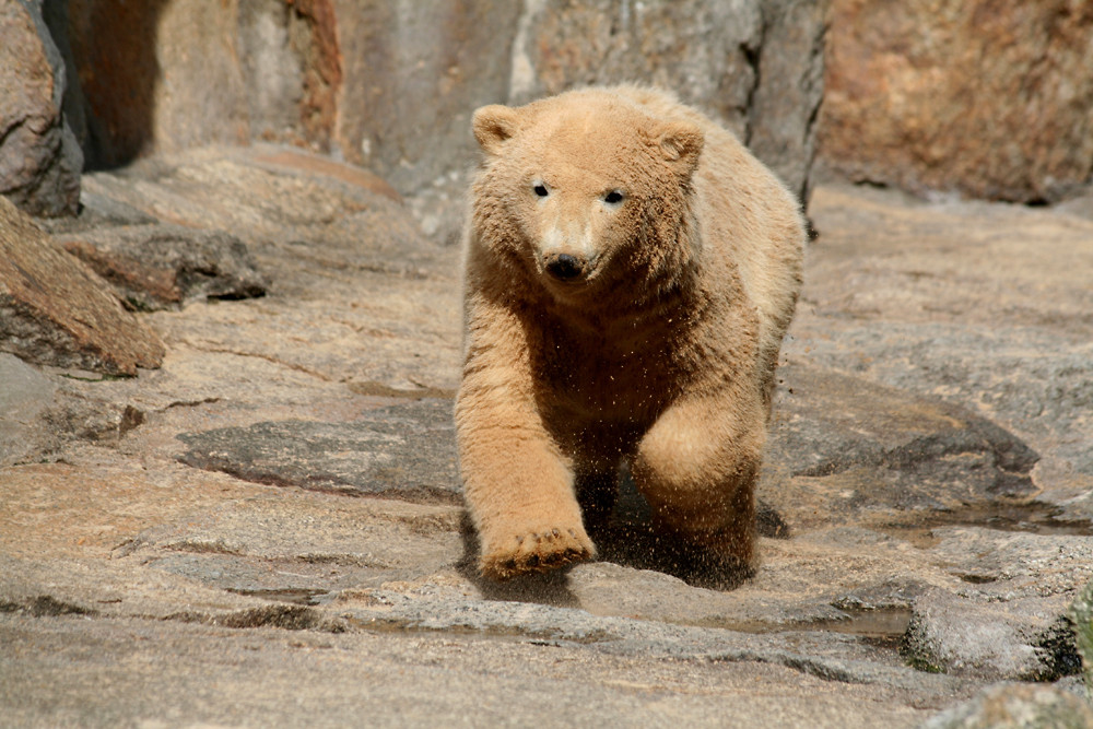 "Sandbär" 2