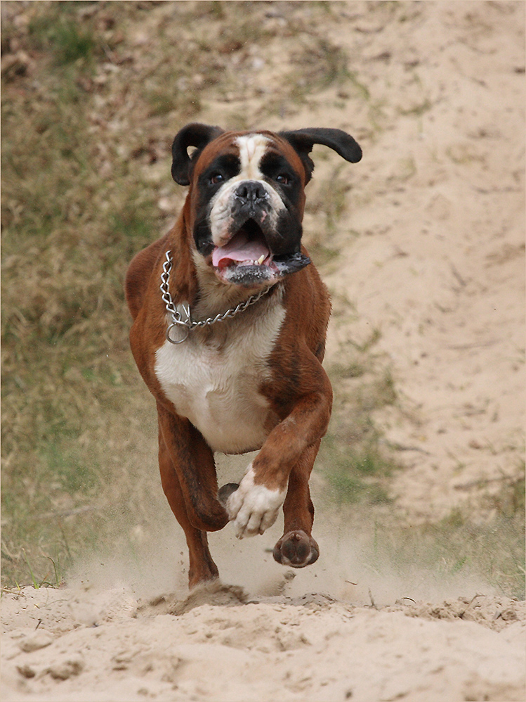 Sandbahn-rennen.......