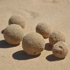 sandballs at Fuerteventura