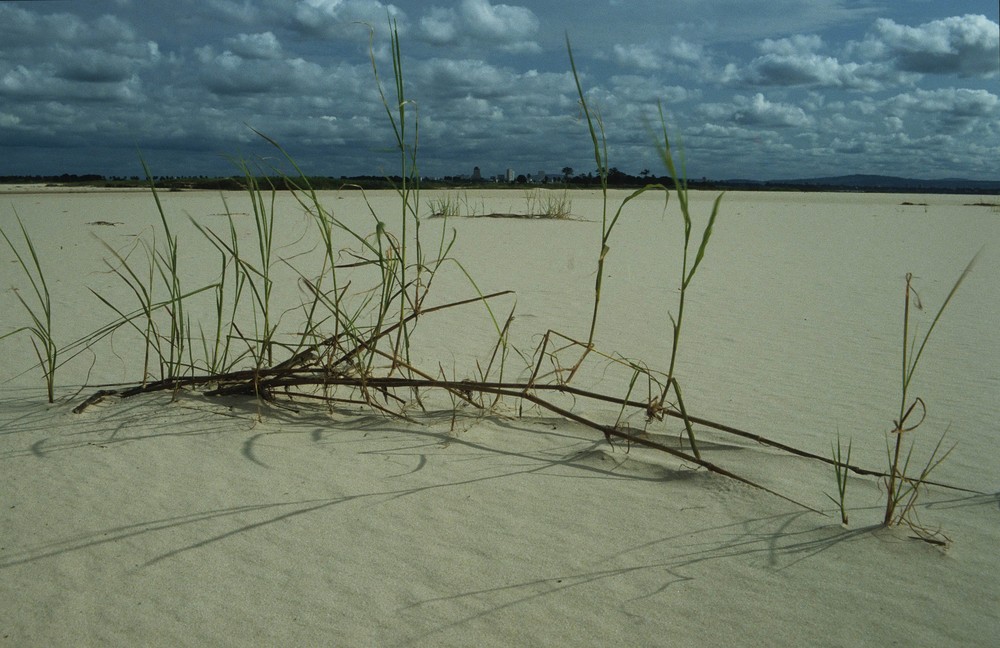 Sandbank