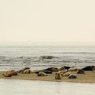 Sandbank für Seehunde in der Nordsee