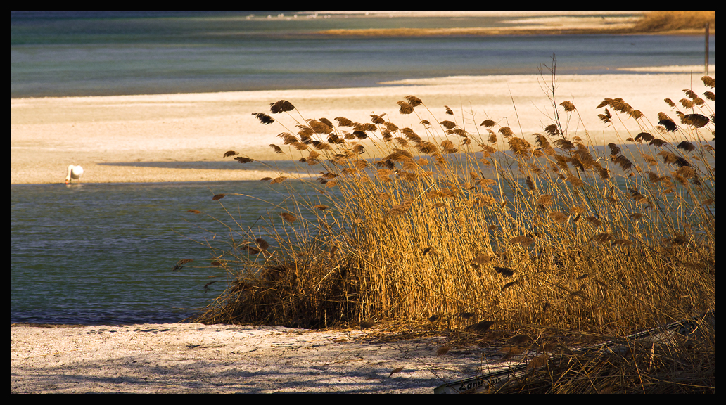 Sandbank im Rhein