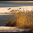 Sandbank im Rhein