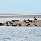 Sandbank mit Gästen