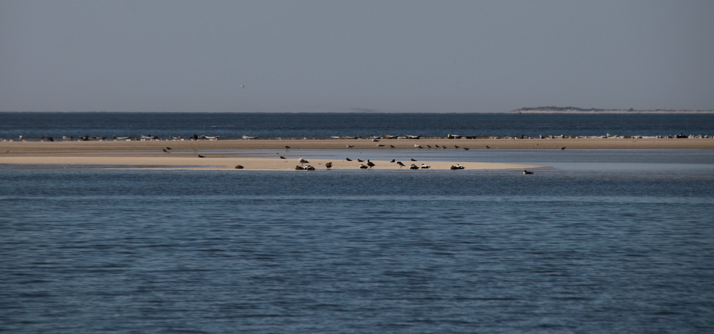 Sandbank vor Borkum