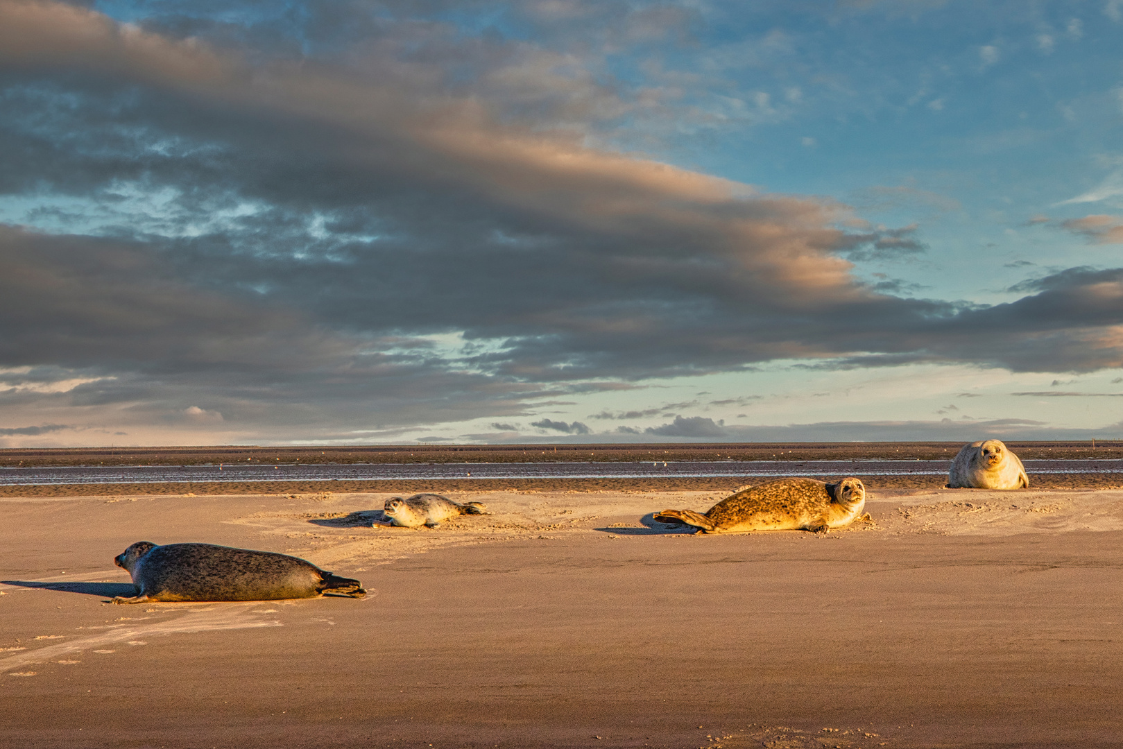 Sandbank vor Föhr 