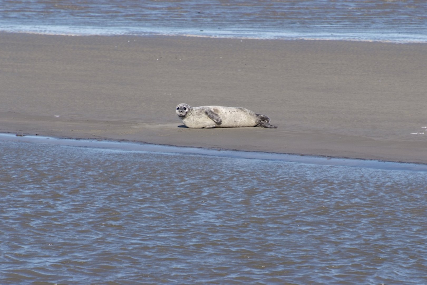 Sandbank_in_der_Eider_mit_Robbe