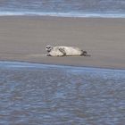 Sandbank_in_der_Eider_mit_Robbe