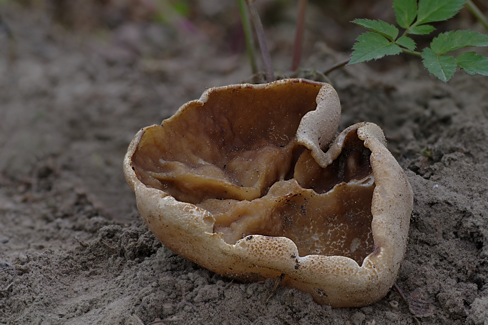 Sandbankmorchelbecherlinge