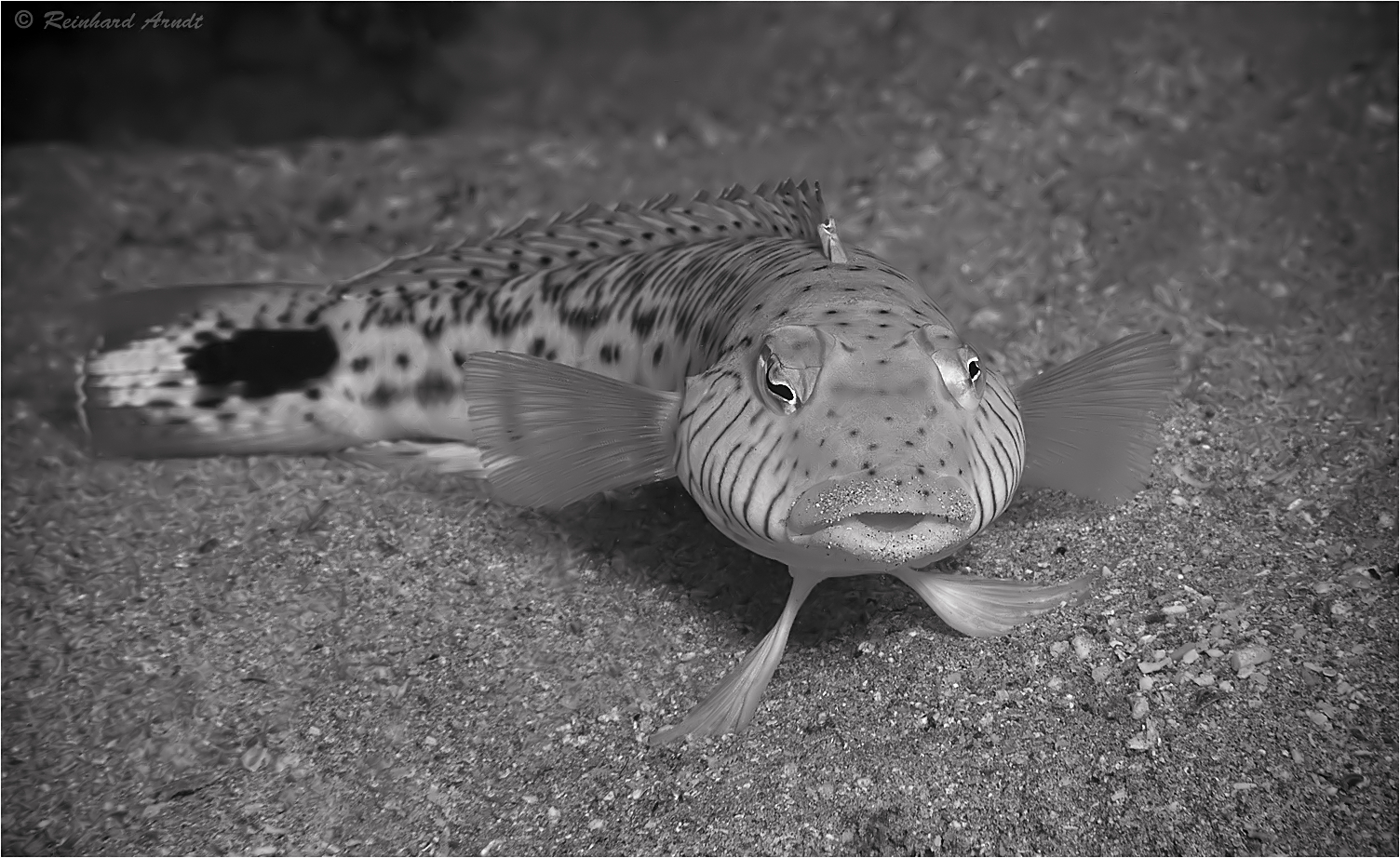 Sandbarsch monochrom