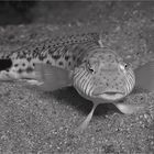 Sandbarsch monochrom