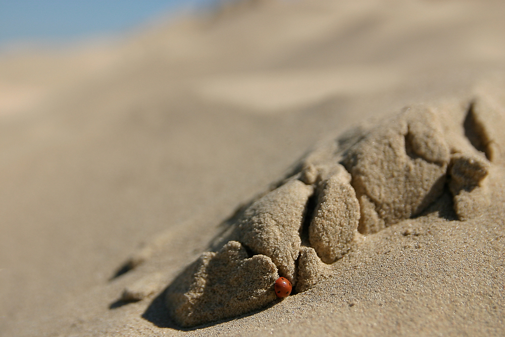 Sandberge oder Berge aus Sand - dem Käfer ist das egal ;-)