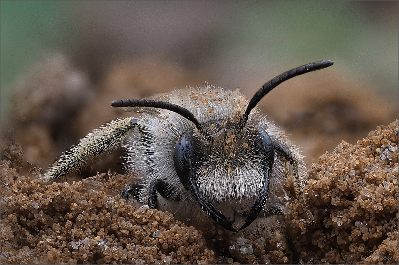 sandbiene Foto & Bild tiere, wildlife, insekten Bilder auf