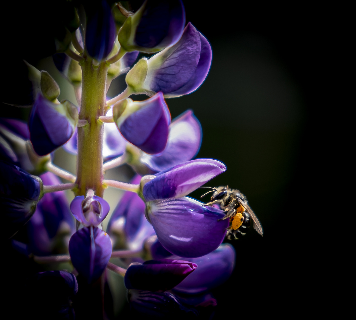 Sandbiene an Lupine