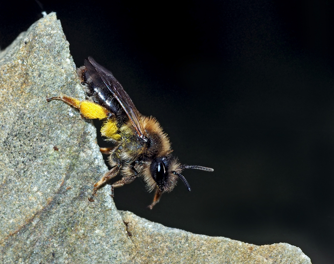 Sandbiene (Andrea clarkella)* im Wald! (2. Foto) - Une abeille sauvage dans la forêt!